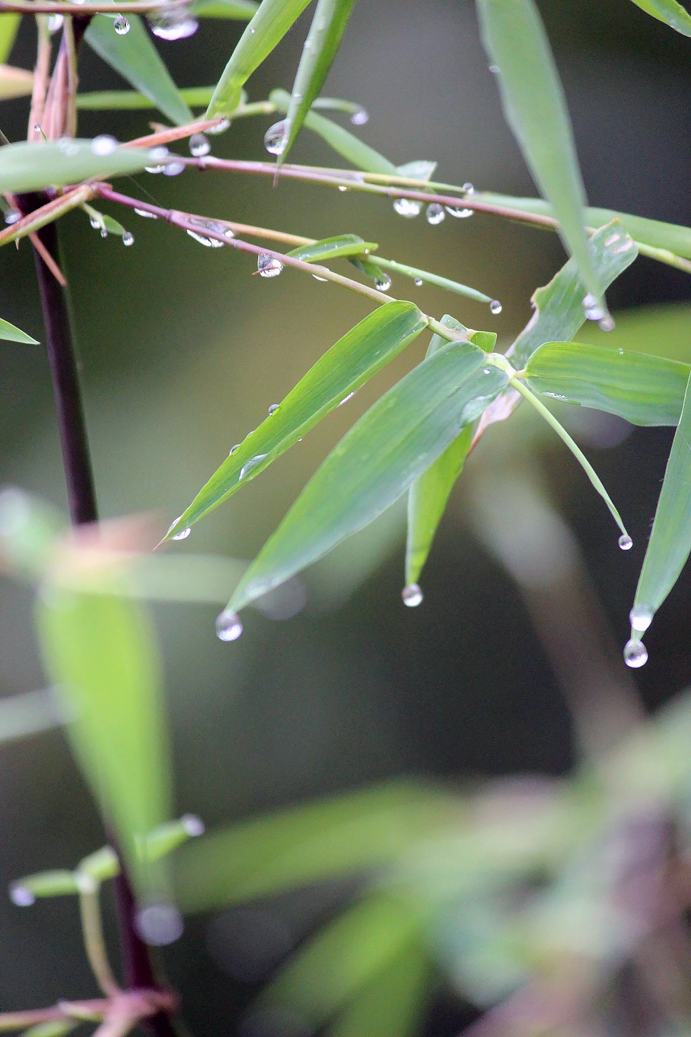 Leaves