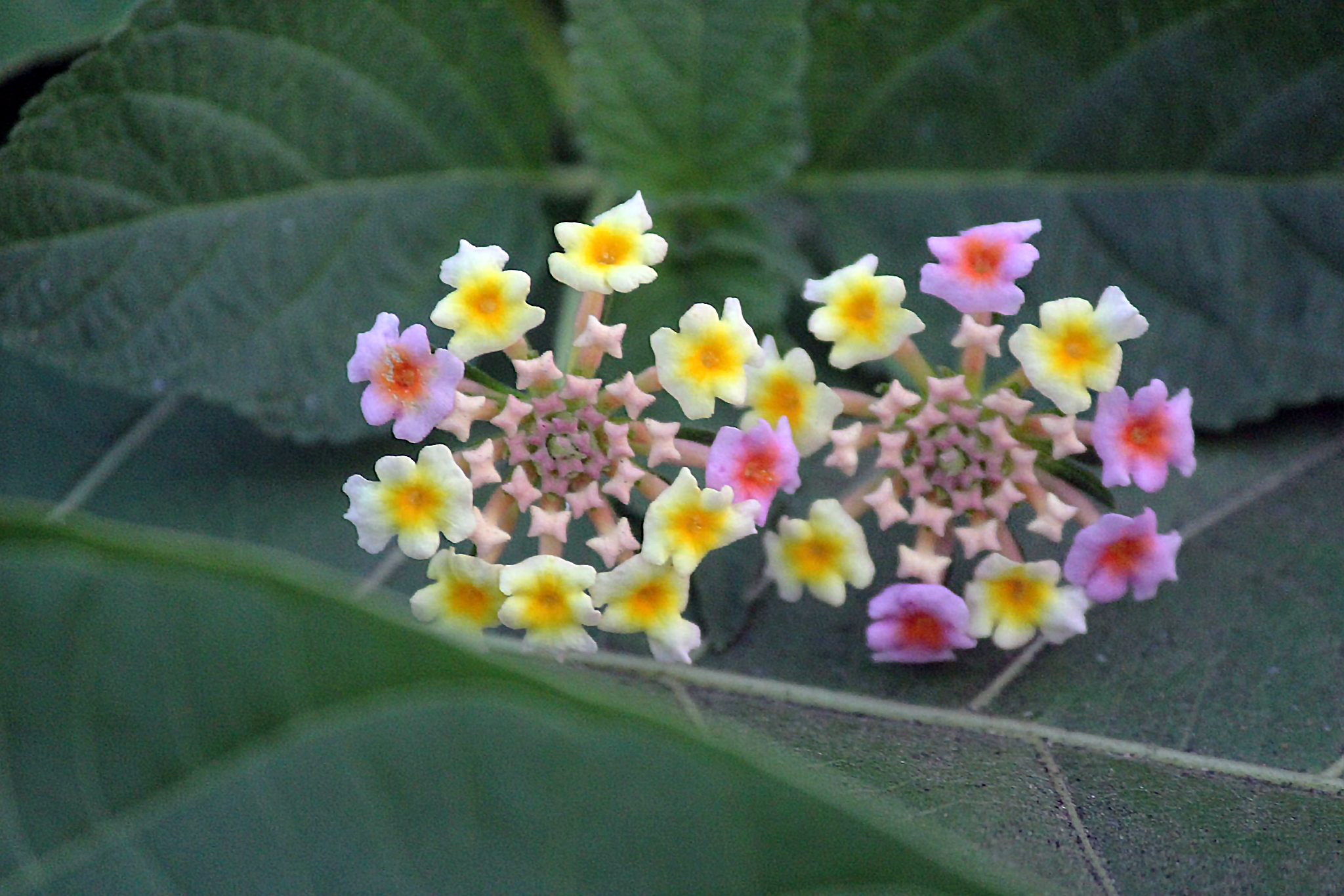 Cluster Flowers