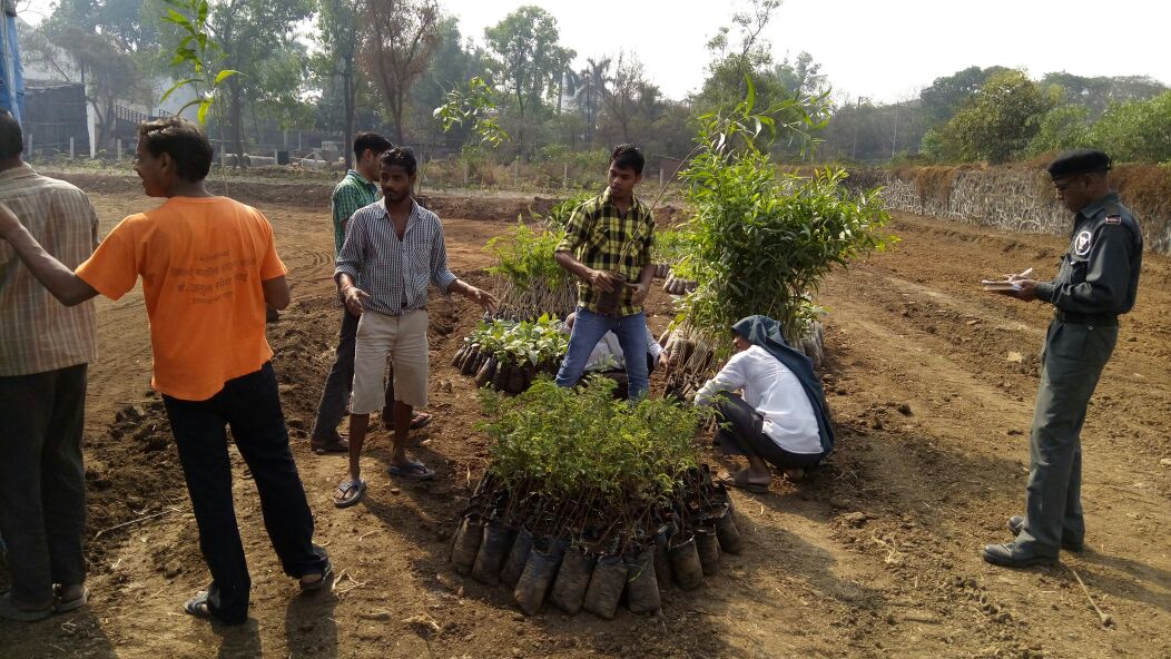 Preparing for Plantation