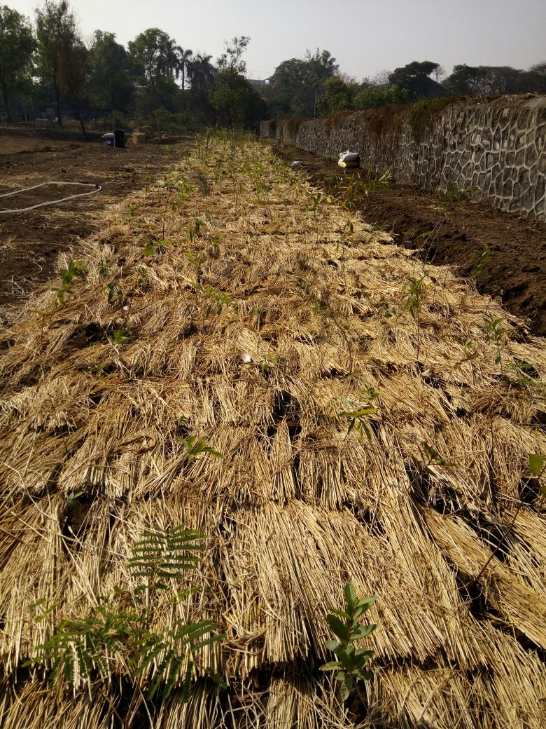 After Planting Rice Straw