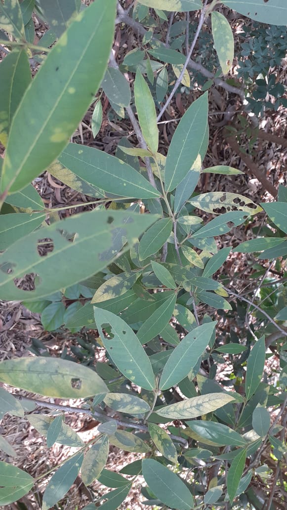 Name : Arjun Chejda (Botanical Name : Terminalia)