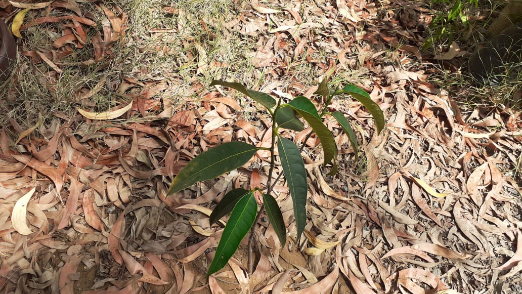 Name : Jackfruit (Botanical Name : Artocarpus Hetrophyllus)