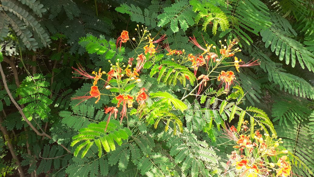 Name : Gulmohar (Botanical Name : Delonix Regia)