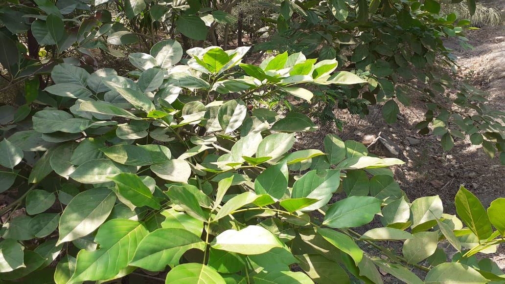 Name : Karanj (Botanical Name : Millettia Indica)