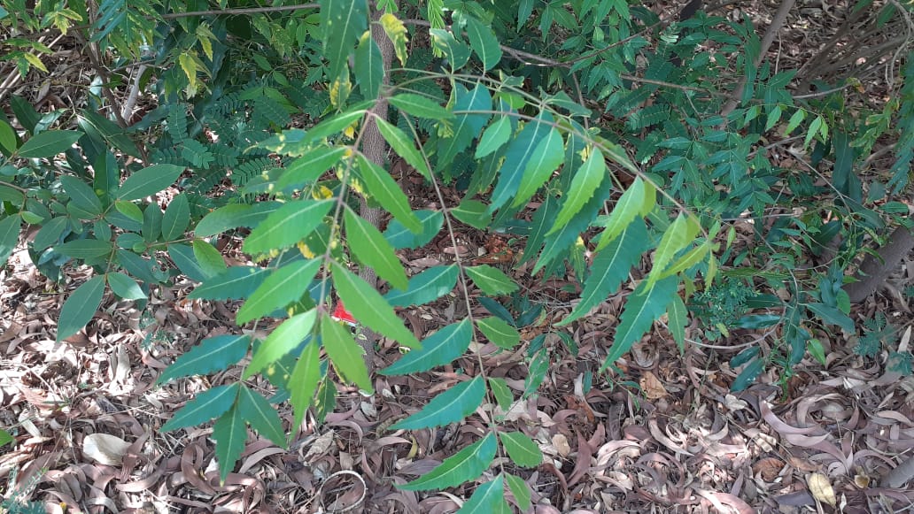 Name : Neem (Botanical Name : Azadirachta Indica)