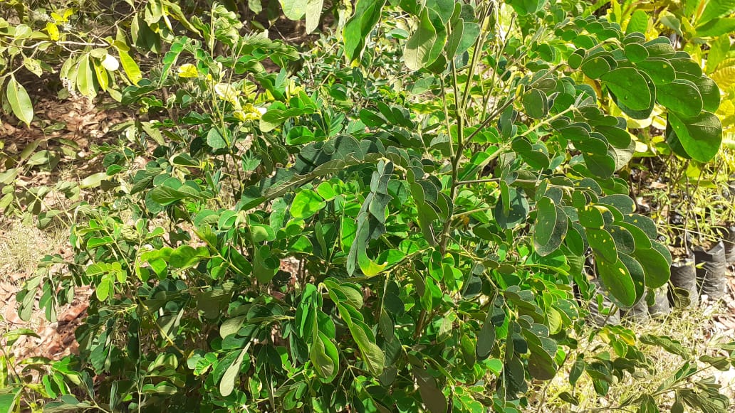 Name : Rain Tree (Botanical Name : Samanea Saman)