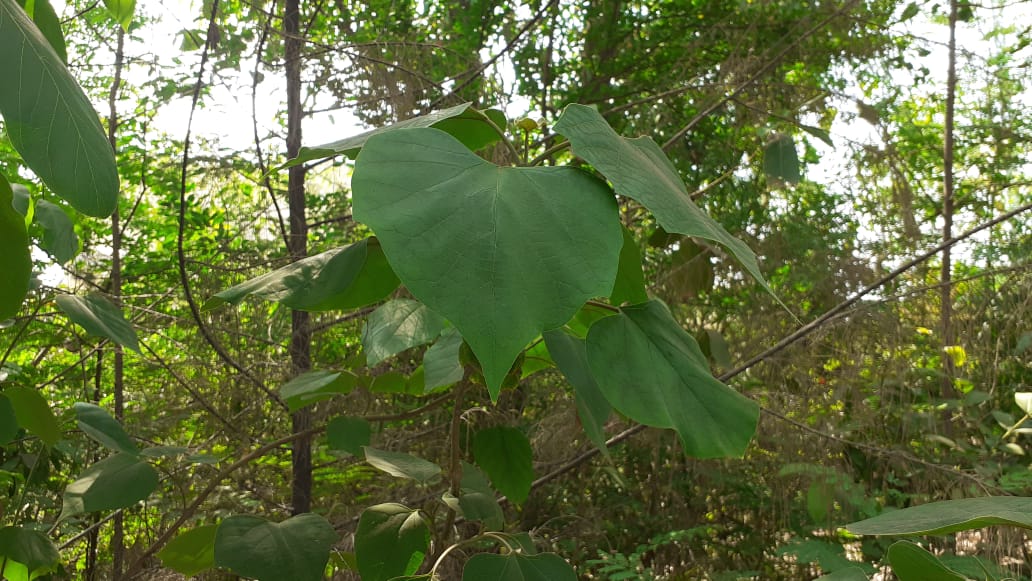 Name : Shivan (Botanical Name : Gmelina Arborea)